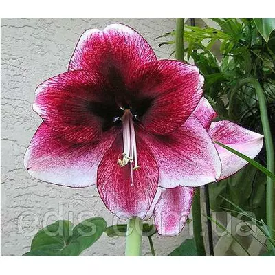 Гіппеаструм Daphne (Дафна) 1 цибулина 24/26