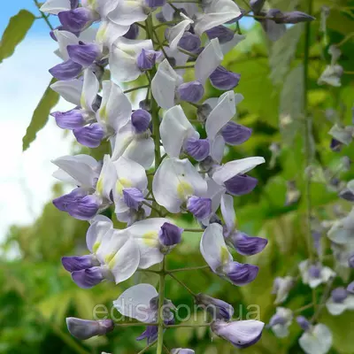 Гліцинія Prolific 4-річна у контейнері 2 л