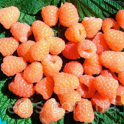 Малина Валентина