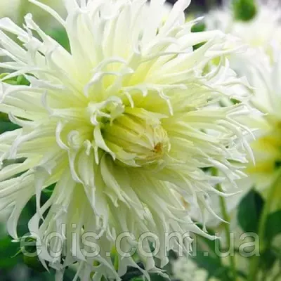 Жоржина Фимбриата Tsuku-Yori-No-Shisha