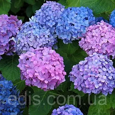 Гортензія Hamburg (Гамбург)