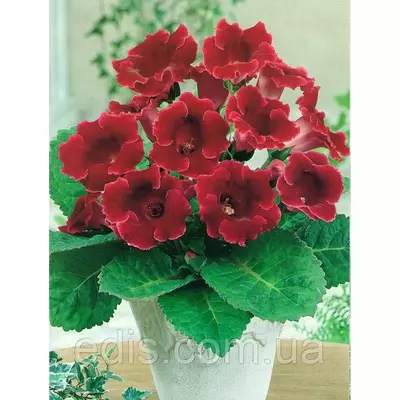 Глоксинія Red King (Ред Кінг) 1 бульба