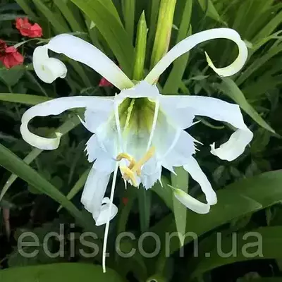 Гіменокалліс (ісмене) Zwanenburg 1 цибулина 14/16