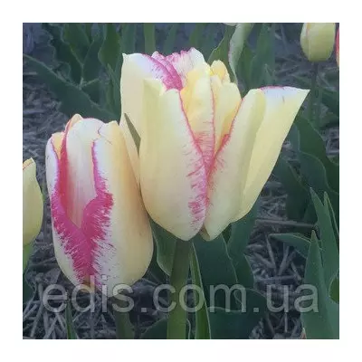 Тюльпан Мультифлора Rosy Bouquet 3 цибулинки