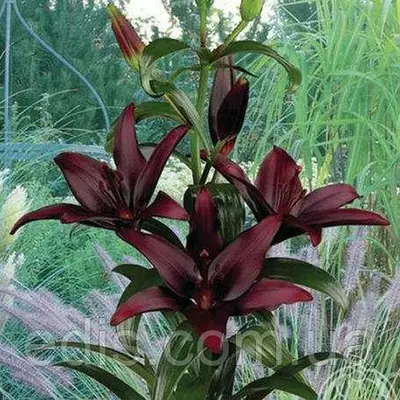 Лілія азіатська Landini (Ландіні) 1 цибулина 12/14