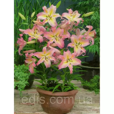 Лілія низькоросла Pink Pixie (Пінк Пікс) 1 цибулина 12/14