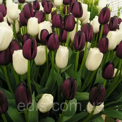 Набір цибулин тюльпанів Чорно-білий 7 цибулин