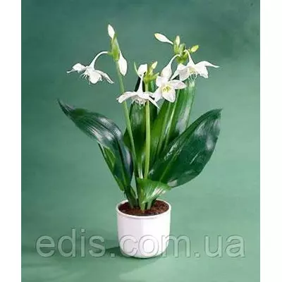 Еухаріс (амазонська лілія)