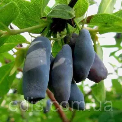 Жимолость Лакомка