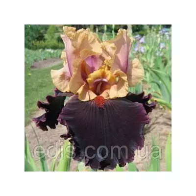 Ірис високий бородатий Prague (Прага)