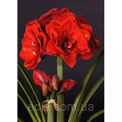 Гіпеаструм махровий Cherry Nymph (Черрі Німф ) 1 цибулина 22/24