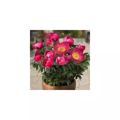 Півонія низькорослий Oslo (Осло) контейнер 2,5 л.