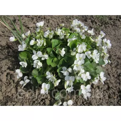 Фіалка сестринська Ельза Камбс (Viola sororia Elza Cumbs)