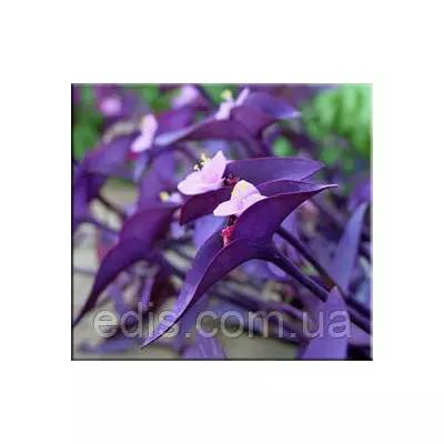 Живець Сеткреазія (традесканція) пурпурна, живець свіжозріз 3-4 міжвузля