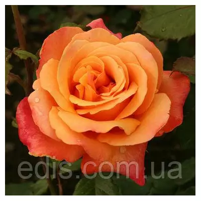 Троянда Лоліта (Lolita) чайно-гібридна