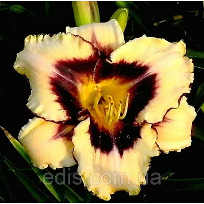 Лілейник Canadian Border Patrol