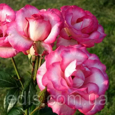 Троянда в'юнка Хендель ( Handel )