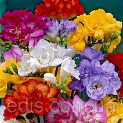 Дітки цибулин Фрезії суміш 100 цибулин