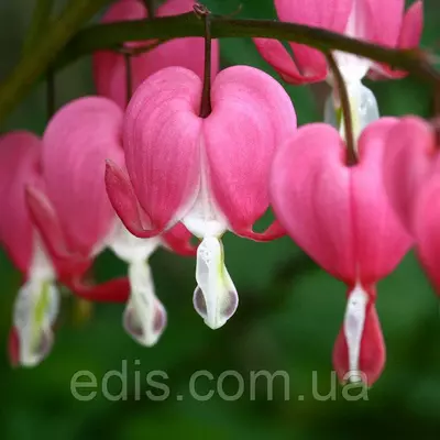 Дицентра чудова рожева (Розбите серце) кореневище