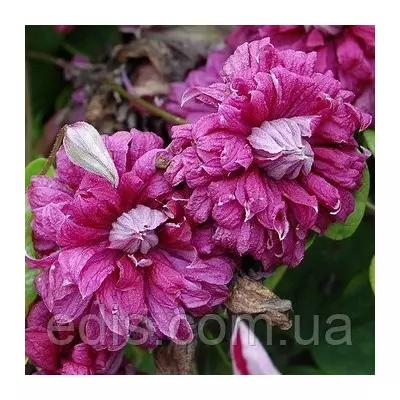 Клематис Purpurea Plena Elegans (Пурпуреа Плена Елеганс)