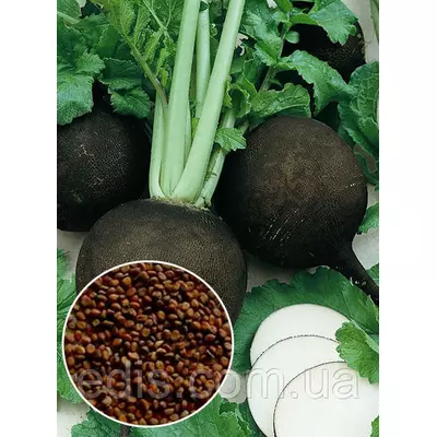 Редька Чорна кругла (зимова) 100 г, вагове насіння Яскрава