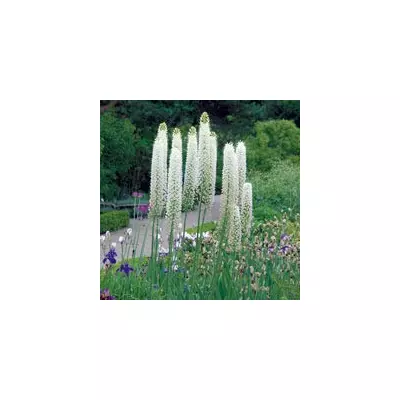 Еремурус Shelford (Шелфорд)