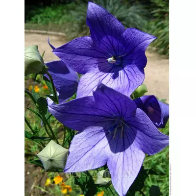 Платикодон синій Fuji Blue (широкодзвоник)