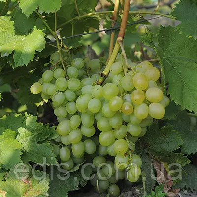 Виноград Світлина (середньо-ранній)