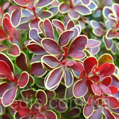 Барбарис Тунберга Golden Ring у контейнері 2 л