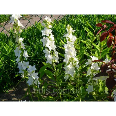 Кампанула Alba (дзвіночок великий високий білий)