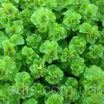 Мята кудрявая Криспа, саженец Р9