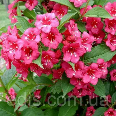 Вейгела Bristol Ruby , саджанець