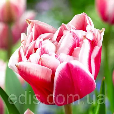 Тюльпан махровий Chandelier (Шэндэлир) 3 цибулинки