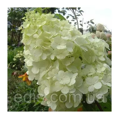 Гортензія волотиста Polar Bear (Полар Бір) в контейнері