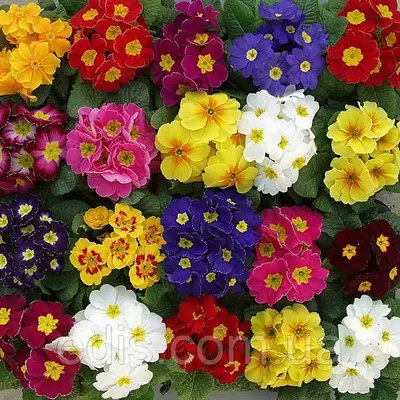 Примула великоквіткова суміш 0,1 г Насіння Яскрава