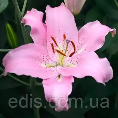 Лілія орієнтальна Josephine 1 цибулина 12/14