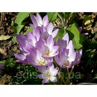 Колхикум (пізньоцвіт) Giant 1 цибулина