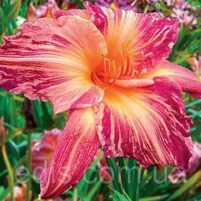 Лілейник Pink Stripes (Пінк Страйпс)