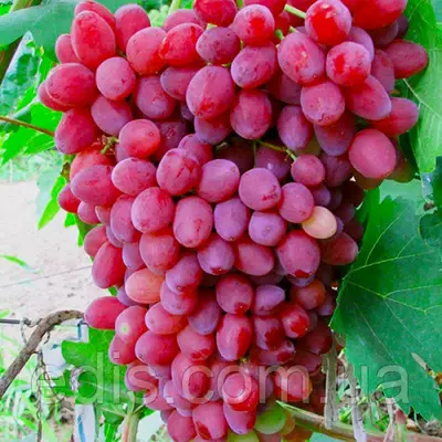 Виноград кишмиш Велес (ранній)