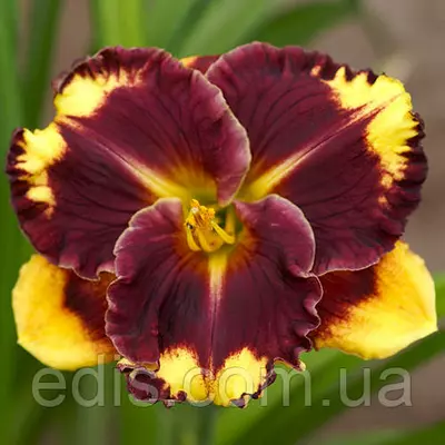 Лійник Tipped Point