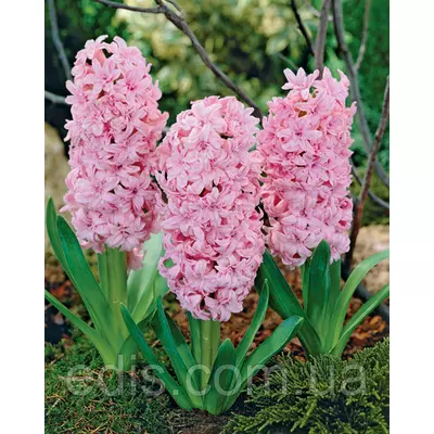 Гіацинт махровий Rosette 1 цибулина (калібр 16/17 - великий)