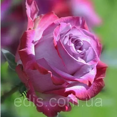 Троянди чайно-гібридна Діп Воте (Deep Water)