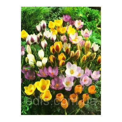 Крокус ботанічний суміш 20 цибулин