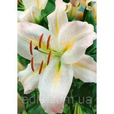 Лілія орієнтальна тигрова Noblesse (Ноблесс) 1 цибулина 12/14