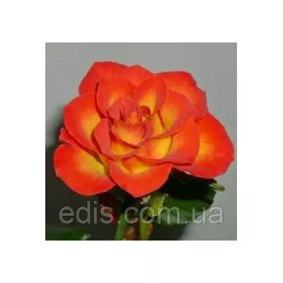 Троянда поліантова Rumba (Румба) патіо