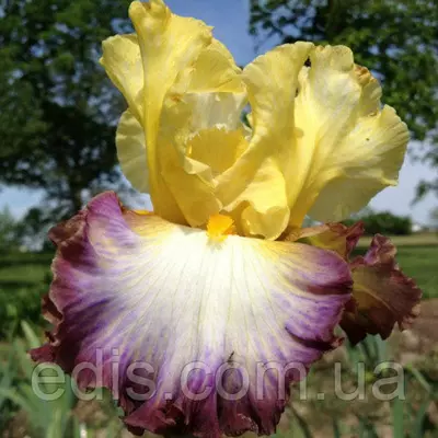 Ірис високий бородатий повторноцветущий Above The Rim (Ебав Зе Рим)