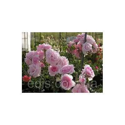 Роза Лілі Марлен (Lili Marlene) патіо