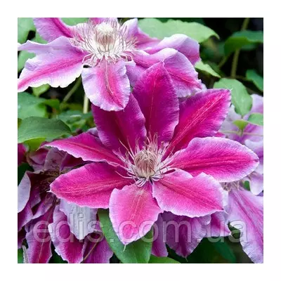 Клематис Doctor Ruppel (Доктор Руппель)