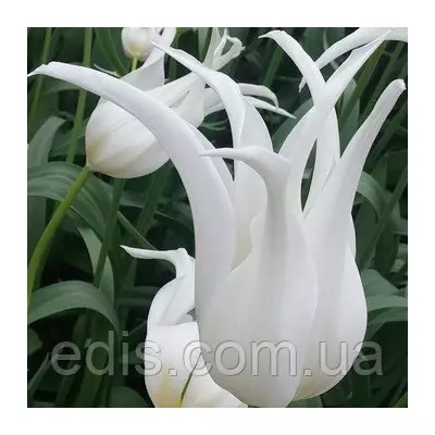 Тюльпан лілієподібний White Star (Уайт Стар) 3 цибулинки
