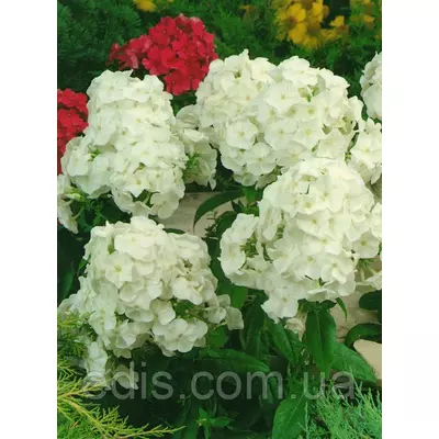 Флокс волотистий White Admiral (Уайт Адмірал) в контейнері